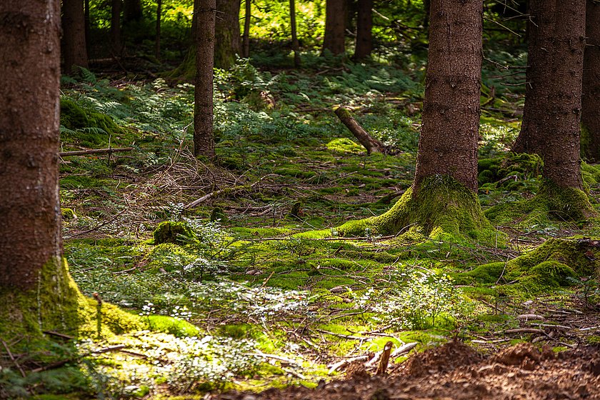 Stiller Wald Rusel, Naturfriedhof Rusel, Friedwald Rusel, Ruhewald Rusel, Begräbniswald Rusel, Deggendorf, Niederbayern, Naturpark Bayerischer Wald, Baumgrabstätte, Felsbrocken, Felsblöcke, Moos, Ahorn, Buchen, Mischwald