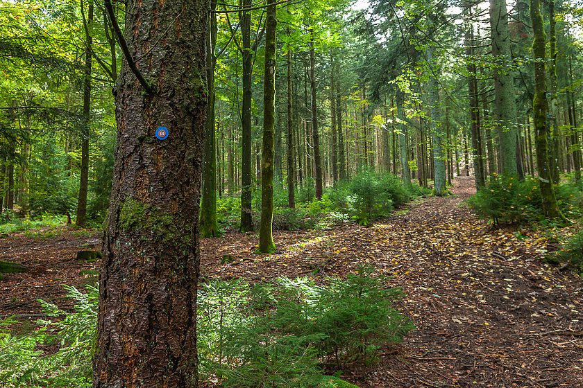 Stiller Wald Rusel, Naturfriedhof Rusel, Friedwald Rusel, Ruhewald Rusel, Begräbniswald Rusel, Deggendorf, Niederbayern, Naturpark Bayerischer Wald, Baumgrabstätte, Felsbrocken, Felsblöcke, Moos, Ahorn, Buchen, Mischwald