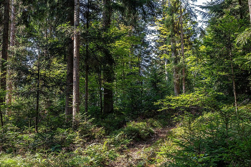 Stiller Wald Rusel, Naturfriedhof Rusel, Friedwald Rusel, Ruhewald Rusel, Begräbniswald Rusel, Deggendorf, Niederbayern, Naturpark Bayerischer Wald, Baumgrabstätte, Felsbrocken, Felsblöcke, Moos, Tanne, Fichte, Ahorn, Buche, Mischwald