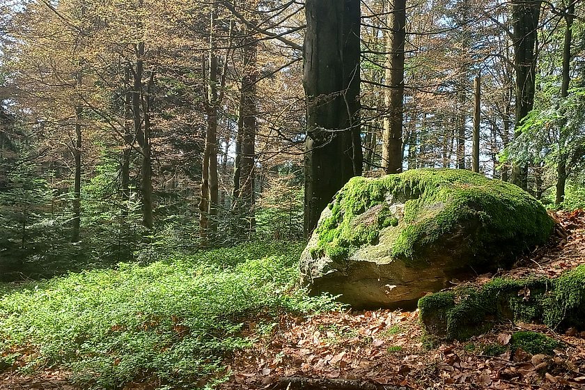 Stiller Wald Rusel, Naturfriedhof Rusel, Friedwald Rusel, Ruhewald Rusel, Begräbniswald Rusel, Deggendorf, Niederbayern, Naturpark Bayerischer Wald, Baumgrabstätte, Felsbrocken, Felsblöcke, Baumriesen, Mischwald