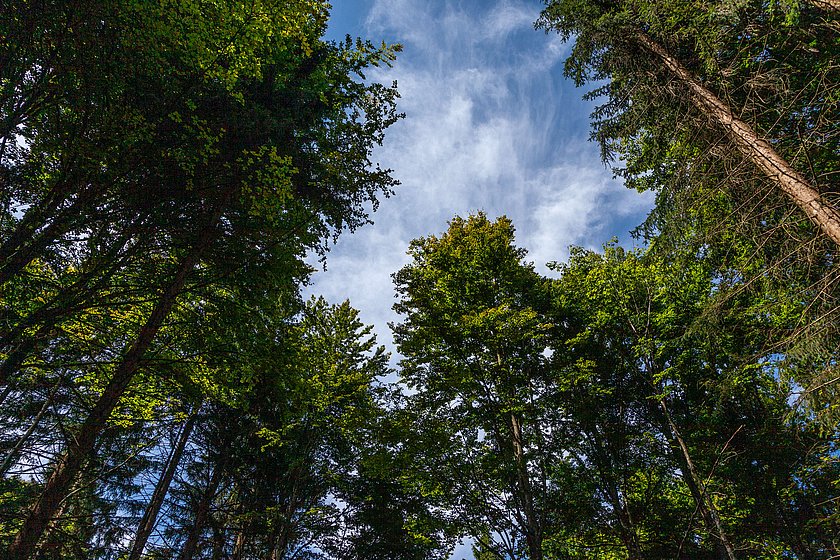 Stiller Wald Rusel, Naturfriedhof Rusel, Friedwald Rusel, Ruhewald Rusel, Begräbniswald Rusel, Deggendorf, Niederbayern, Naturpark Bayerischer Wald, Baumgrabstätte, Tanne, Fichte, Ahorn, Buche, Mischwald, Baumkrone, Licht, Übergang