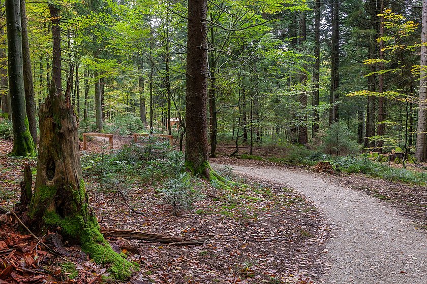 Stiller Wald Rusel, Naturfriedhof Rusel, Friedwald Rusel, Ruhewald Rusel, Begräbniswald Rusel, Deggendorf, Niederbayern, Naturpark Bayerischer Wald, Pfad