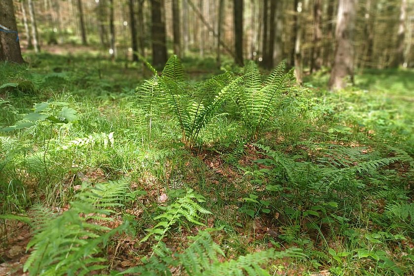 Stiller Wald Rusel, Naturfriedhof Rusel, Friedwald Rusel, Ruhewald Rusel, Begräbniswald Rusel, Deggendorf, Niederbayern, Naturpark Bayerischer Wald, Baumgrabstätte, Farn, Felsbrocken, Felsblöcke