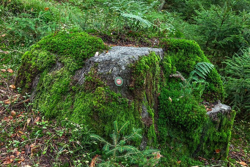 Stiller Wald Rusel, Naturfriedhof Rusel, Friedwald Rusel, Ruhewald Rusel, Begräbniswald Rusel, Deggendorf, Niederbayern, Naturpark Bayerischer Wald, Baumgrabstätte, Felsbrocken, Felsblöcke, Baumriesen, Mischwald