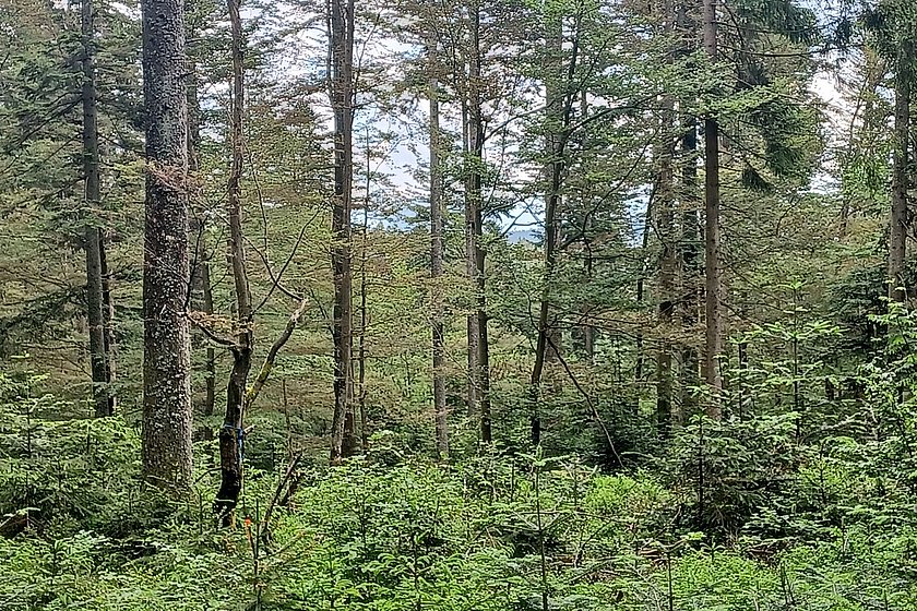 Stiller Wald Rusel, Naturfriedhof Rusel, Friedwald Rusel, Ruhewald Rusel, Begräbniswald Rusel, Deggendorf, Niederbayern, Naturpark Bayerischer Wald, Baumgrabstätte, Heidelbeeren, Baumriesen, Mischwald