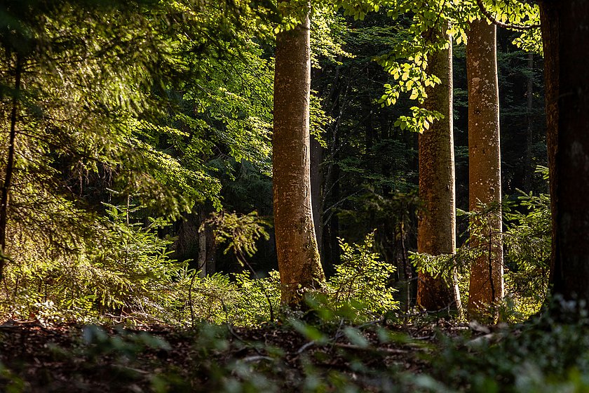 Stiller Wald Rusel, Naturfriedhof Rusel, Friedwald Rusel, Ruhewald Rusel, Begräbniswald Rusel, Deggendorf, Niederbayern, Naturpark Bayerischer Wald, Baumgrabstätte, Felsbrocken, Felsblöcke, Moos, Ahorn, Buchen, Mischwald