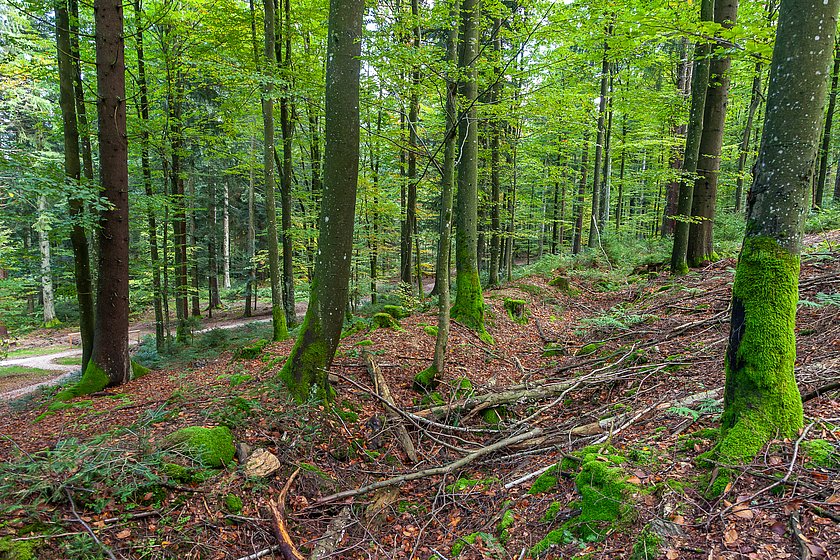 Stiller Wald Rusel, Naturfriedhof Rusel, Friedwald Rusel, Ruhewald Rusel, Begräbniswald Rusel, Deggendorf, Niederbayern, Naturpark Bayerischer Wald, Baumgrabstätte, Felsbrocken, Felsblöcke, Moos, Ruselkanal, Schwemmkanal, Mischwald