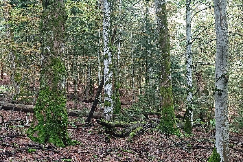 Stiller Wald Rusel, Naturfriedhof Rusel, Friedwald Rusel, Ruhewald Rusel, Begräbniswald Rusel, Deggendorf, Niederbayern, Naturpark Bayerischer Wald, Baumgrabstätte, Felsbrocken, Felsblöcke, Moos, Ahorn, Buchen, Mischwald